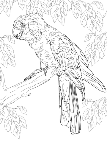 Carnaby'S Black Cockatoo Coloring Page